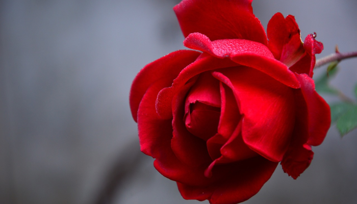 O que significa rosa de Sarom na Bíblia?