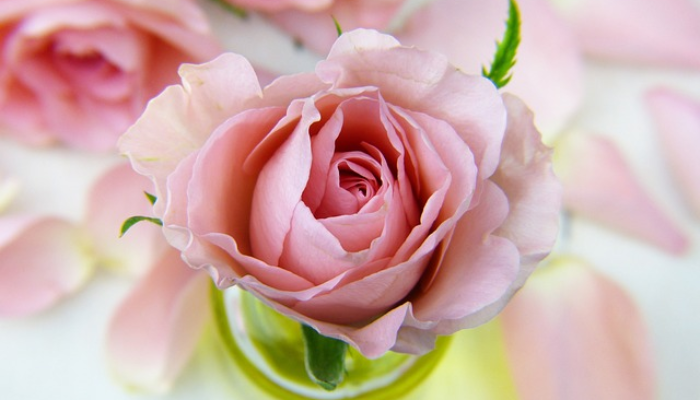 O que significa rosa de Sarom na Bíblia?